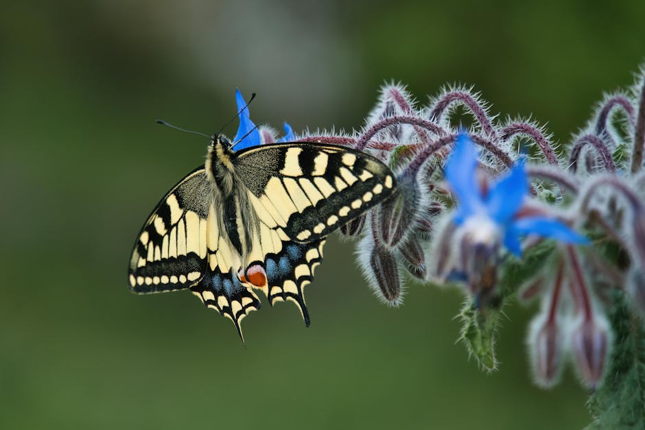 A swallowtail butterfly on a flower