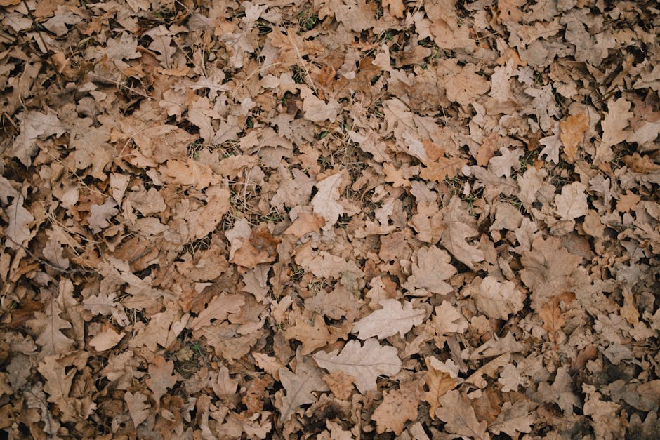 Autumn leaves representing organic growth